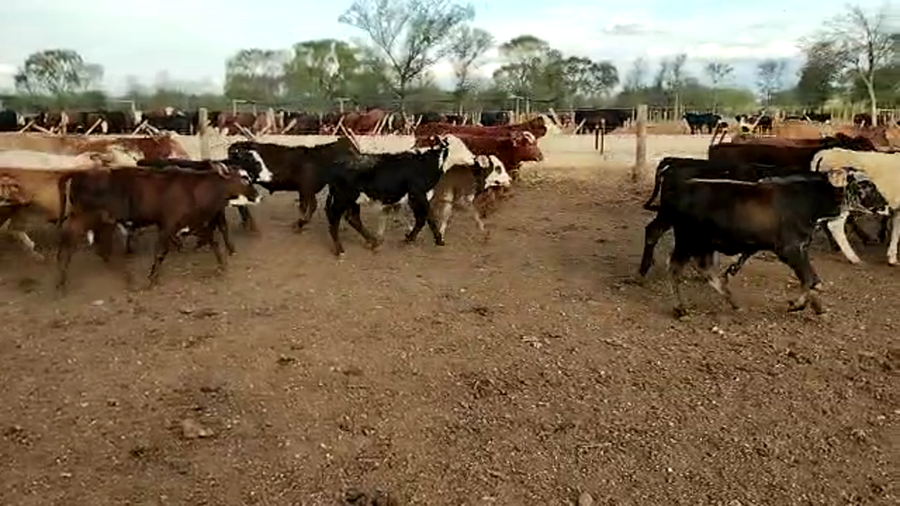 Lote 100 Terneros/as en Suncho Corral, Santiago del Estero