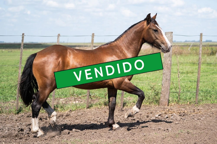 Lote VIRTUD JALISCO (Oculto)