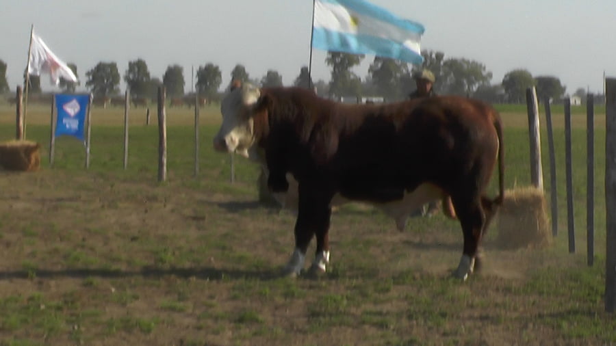 Lote TORO BRAFORD
