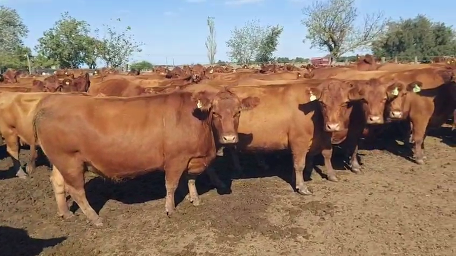Lote 85 Vacas medio uso C/ gtia de preñez