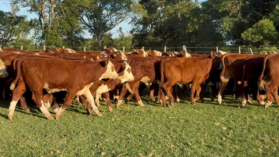 Lote 140 Terneros en Corrientes, Lavalle