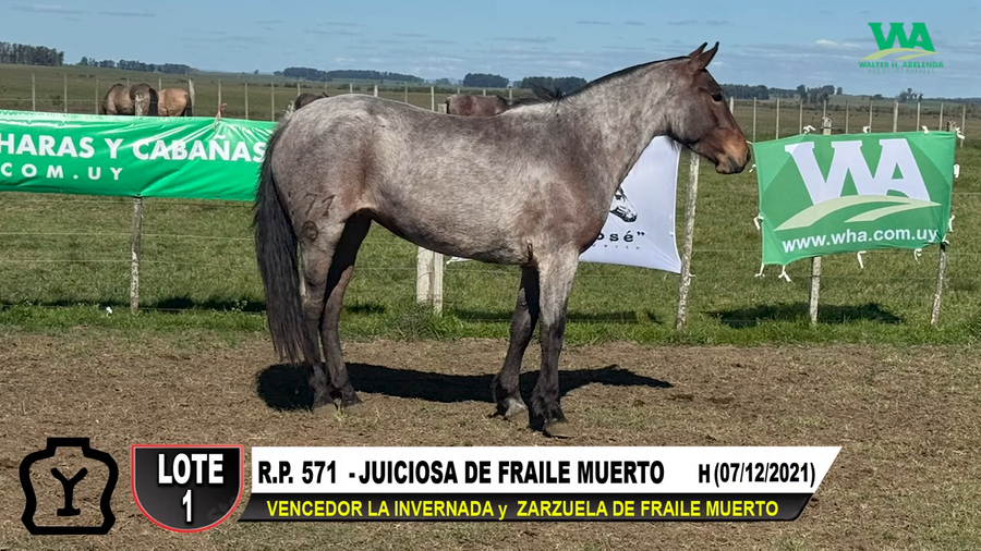 Lote JUICIOSA DE FRAILE MUERTO