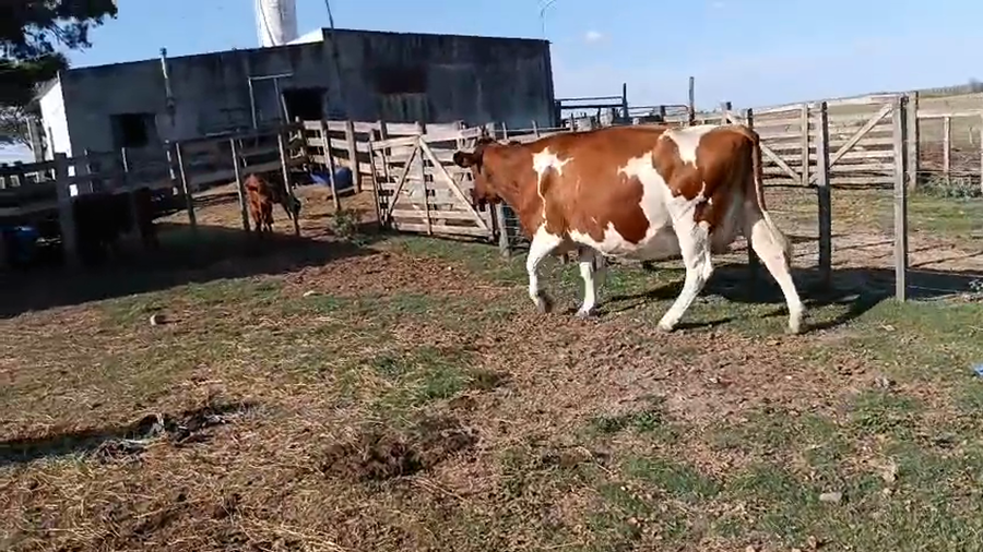 Lote Vacas próximas a remate en Pantalla Camy - Aniversario 31 Años, San José