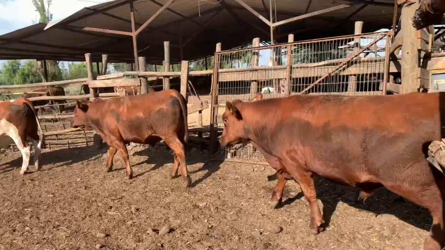 Lote 20 Novillo Gordo en Linares, VII  Región Maule