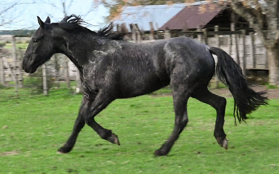 Lote RAYADITO MOLLES