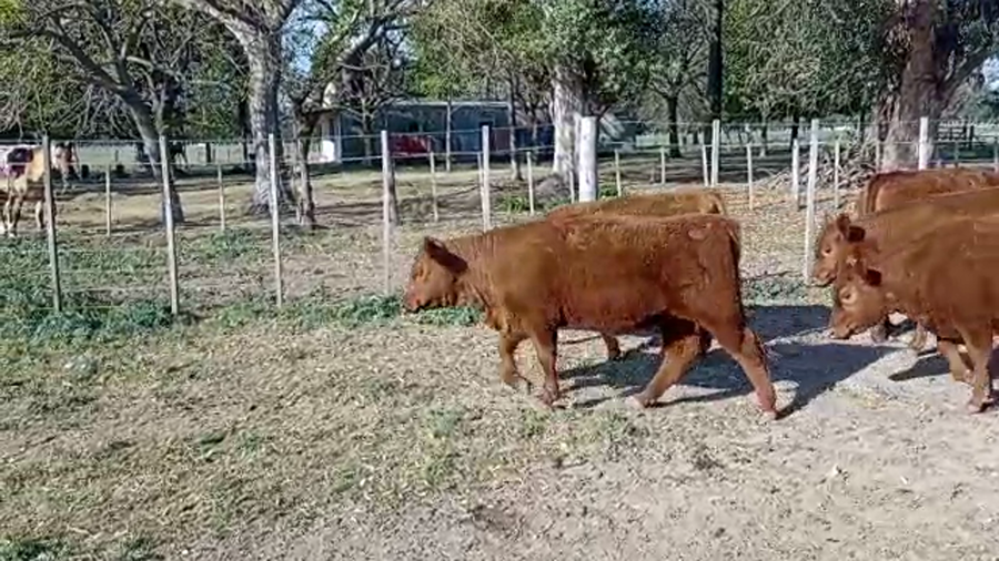 Lote 27 Vaquillonas P/ entorar en Brandsen, Buenos Aires