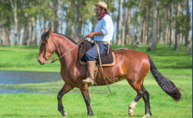 Lote EL GAVILÁN MIRIAM BRITOS