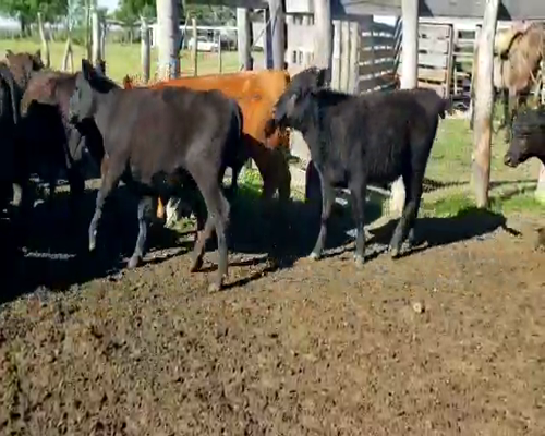 Lote 60 Terneros en Villaguay, Entre Ríos