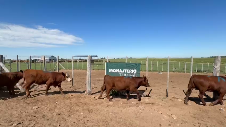 Lote 32 Terneros en Pellegrini