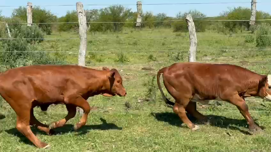 Lote 30 Terneros/as en Corrientes, Mercedes