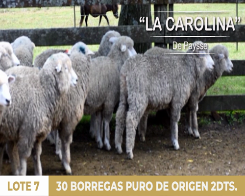 Lote 30 borregas puro de origen 2dts