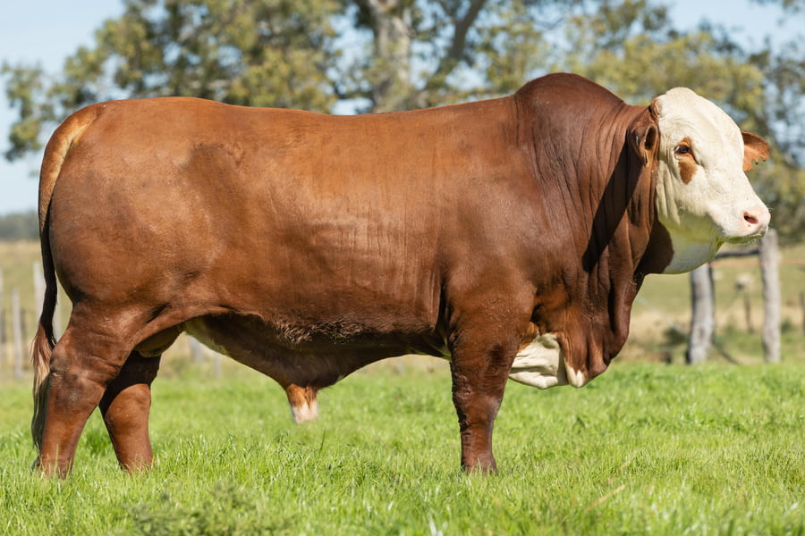 Lote Toros señal 22