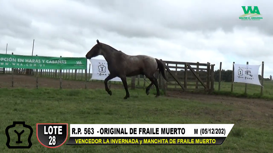 Lote ORIGINAL DE FRAILE MUERTO