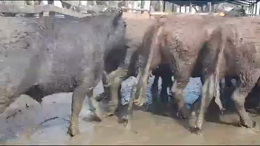 Lote 45 Novillo Gordo en Yerbas Buenas, VII  Región Maule