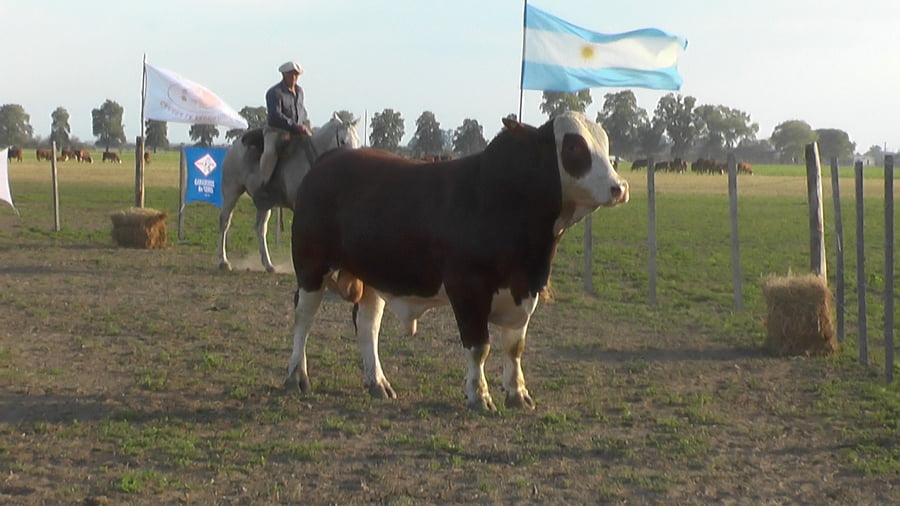 Lote TORO BRAFORD