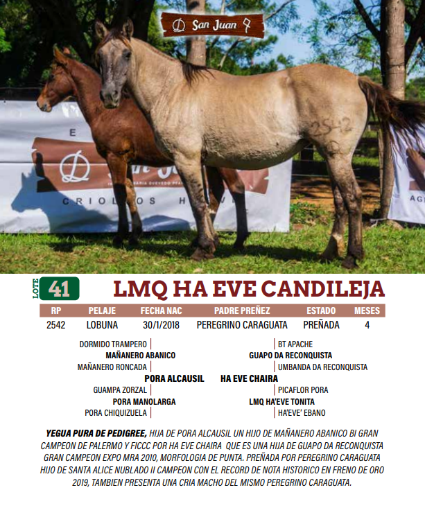Lote LOTE 41