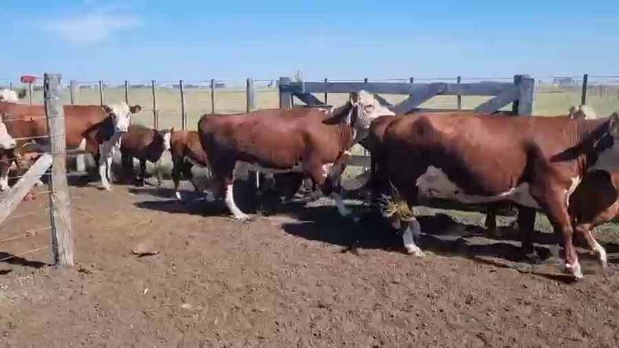 Lote 20 Vacas con Cría