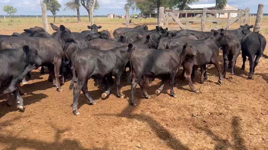Lote 100 Terneros/as en Juan José Castelli, Chaco