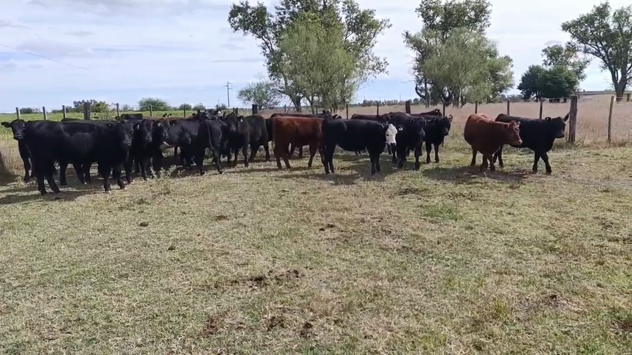 Lote 30 TERNERAS