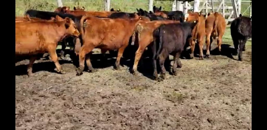 Lote 25 Terneros en Villaguay, Entre Ríos