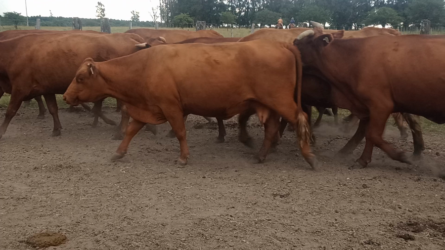 Lote 15 Vientres con Crías y Preñados en Corrientes, Mocoretá