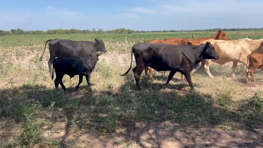 Lote 51 Vacas nuevas C/ cria en Juan José Castelli, Chaco