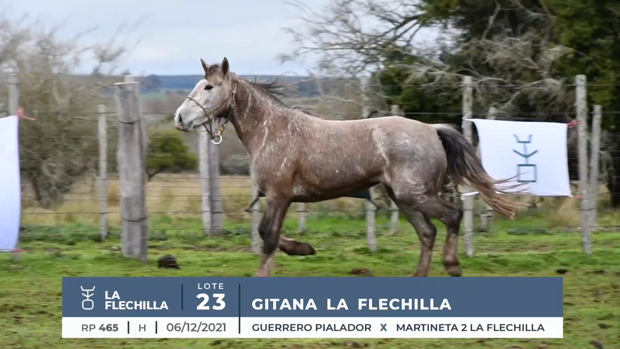 Lote GITANA LA FLECHILLA