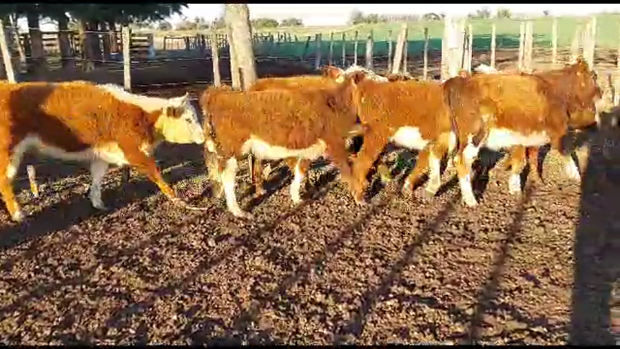Lote 17 terneras