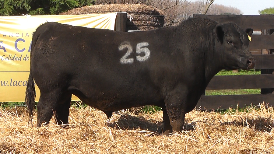 Lote TOROS ANGUS PURO CONTROLADO