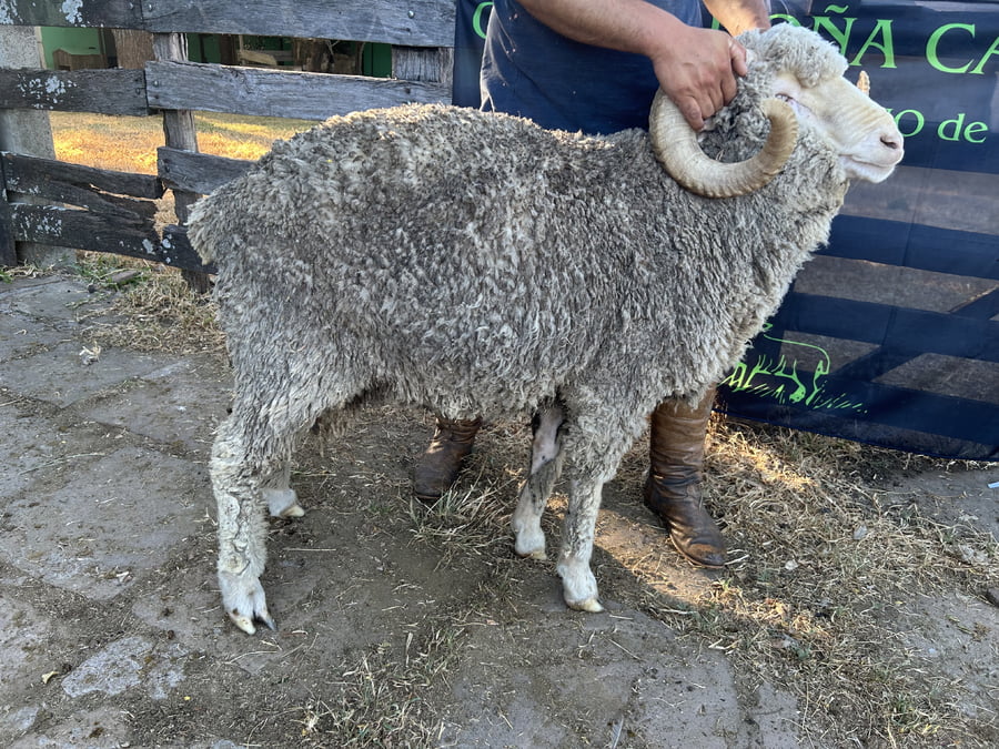 Lote Borrego 4/6D (MO: Si)