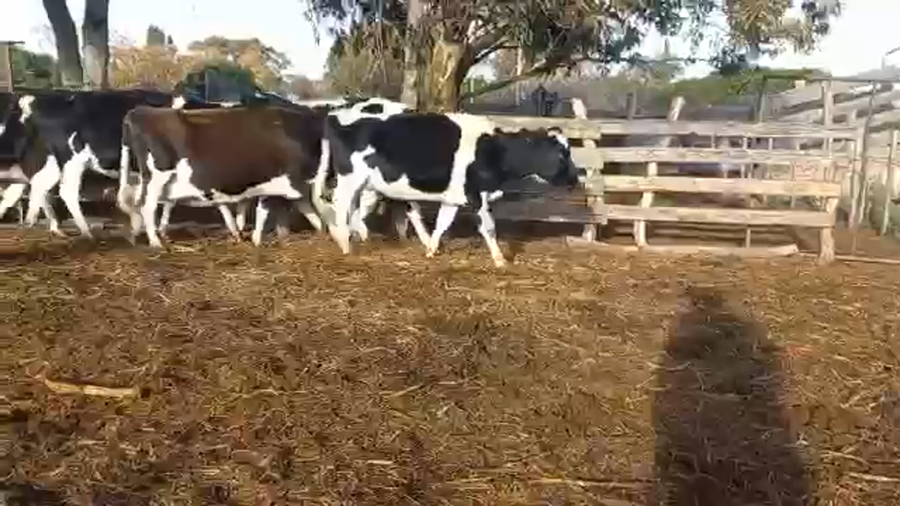 Lote Vacas Preñadas