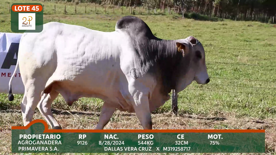 Lote 2P PRIMAVERA