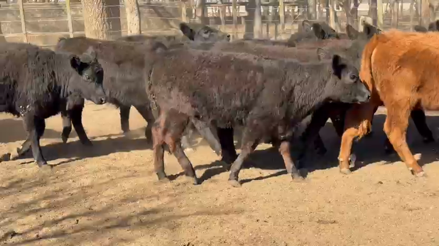 Lote 110 Terneras en La Pampa, Ing. Luiggi