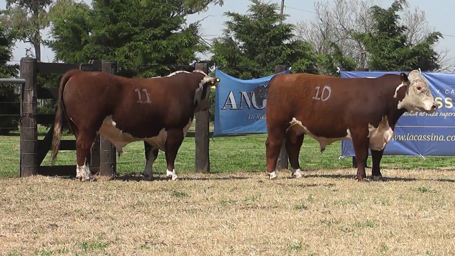Lote TOROS P.HEREFORD PR