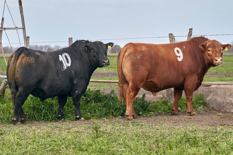 Lote "ME KEN" TOROS P.C