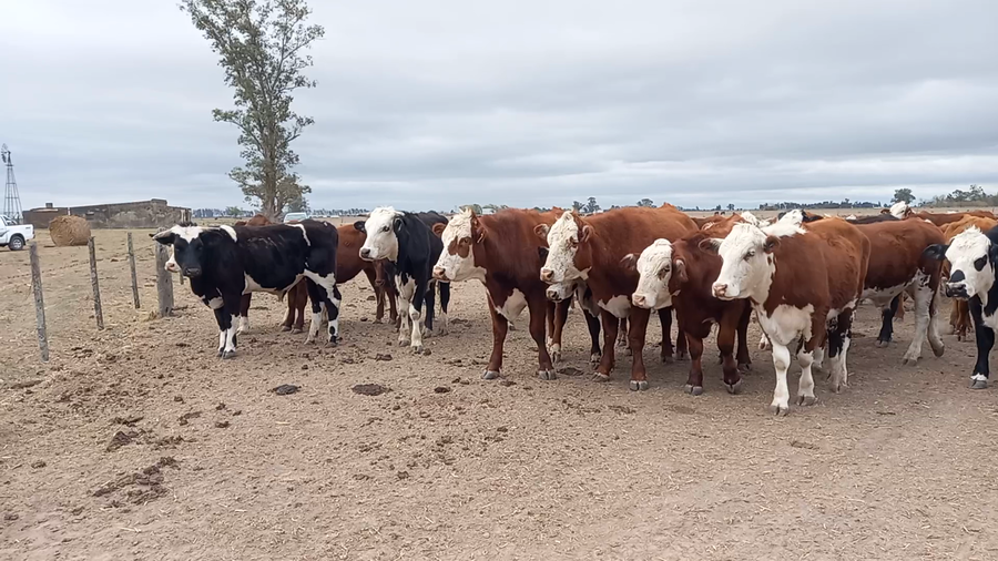 Lote 60 Novillitos Hereford y Braford en Gdor. Crespo, Santa Fe