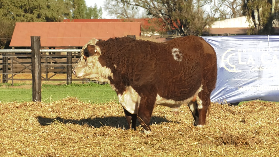 Lote TOROS P. HEREFORD PURO REGISTRADO
