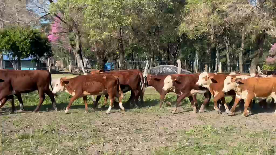 Lote 113 Terneros/as