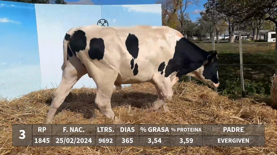 Lote LOTE 3 - RP 1845 - EVERGIVEN x KAROLINE 1170 PENMANSHIP DAUNTLESS