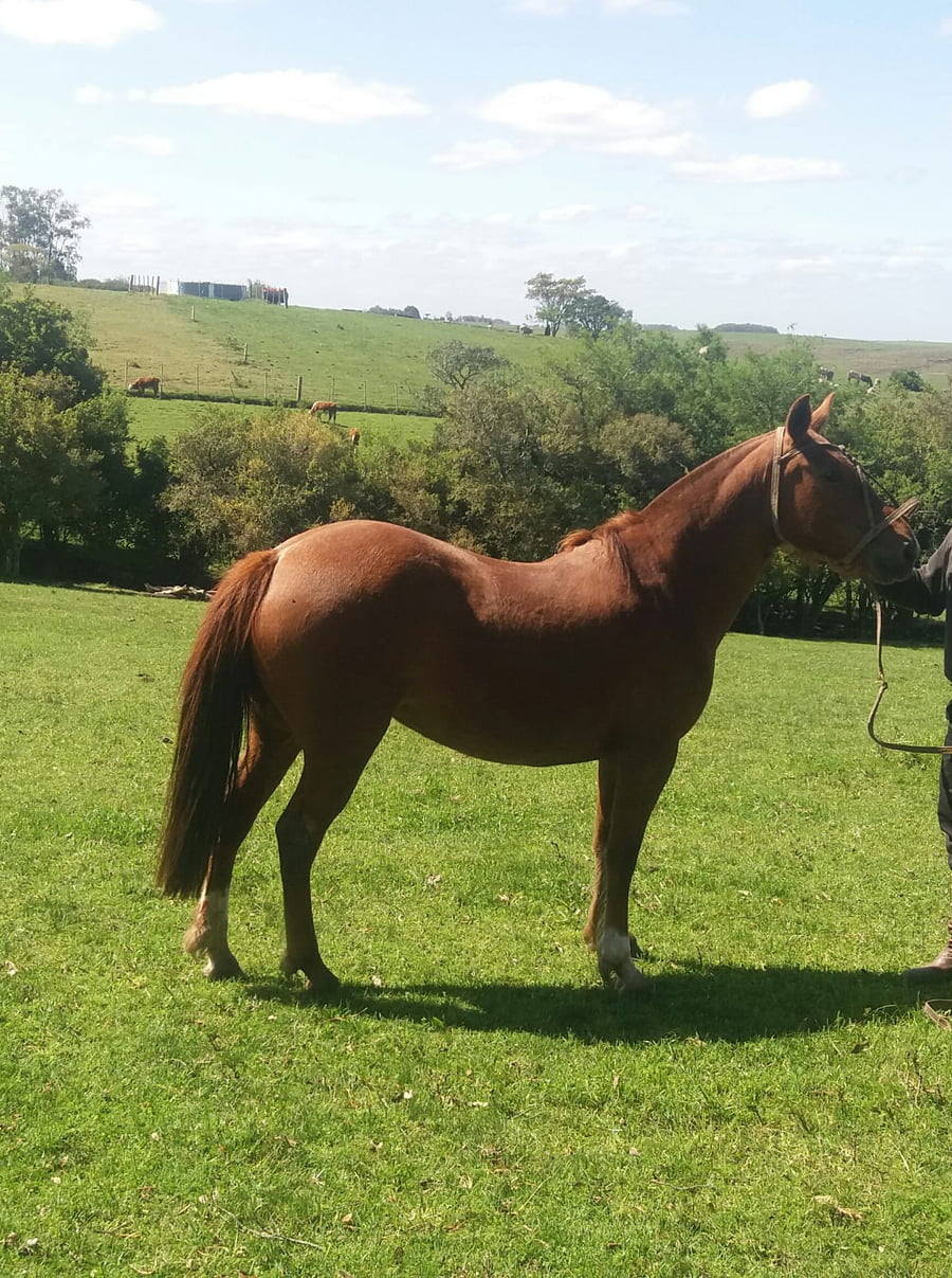 Lote Cabaña "Don Tito" - RP 203 - Uvita Arachán