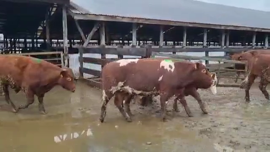 Lote 45 Novillo Gordo en Los Lagos, XIV Región Los Ríos