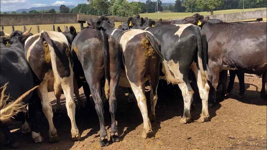 Lote 20 Novillo Gordo en XIV Región Los Ríos, Los Lagos