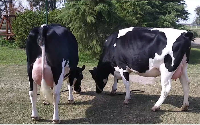 Lote 2 Vaquillonas en Felicia, Santa Fe