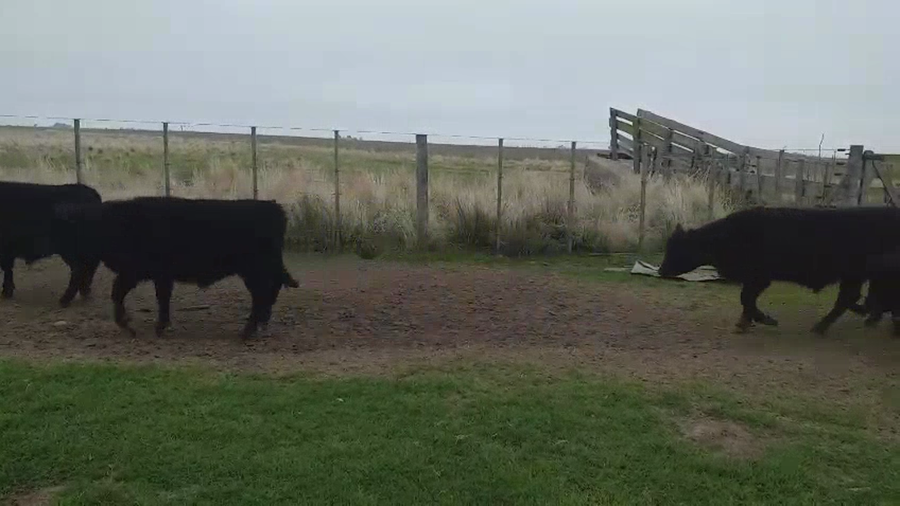 Lote 25 Terneros en Tres Arroyos