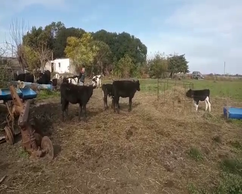 Lote 3 Terneras CRUZA AA 160kg - , San José