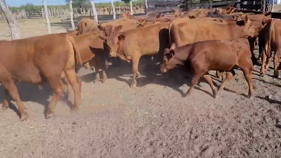 Lote 63 Terneros en Villaguay, Entre Ríos