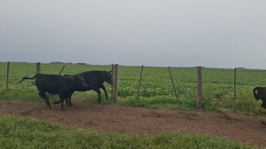 Lote 28 Terneras en Suipacha