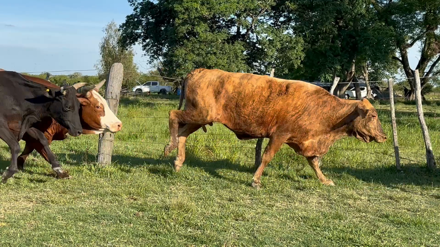 Lote 33 Vacas faena en Corrientes, Paso de Los Libres