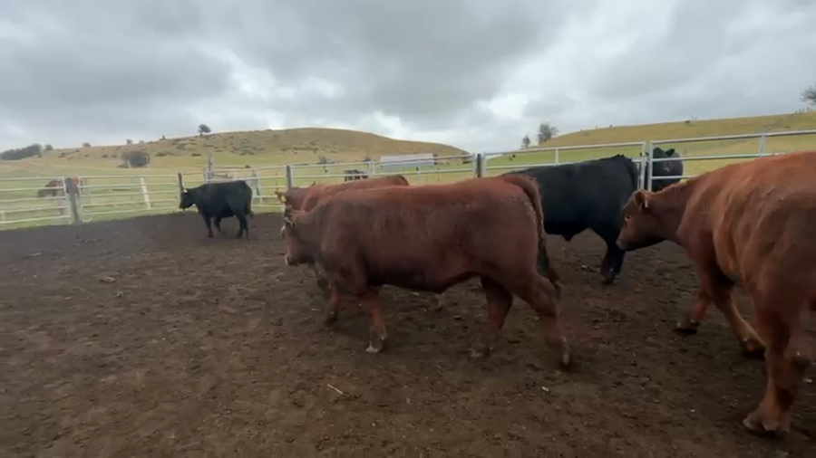 Lote 29 Novillo Engorda en Coyhaique, XI Región Aysén