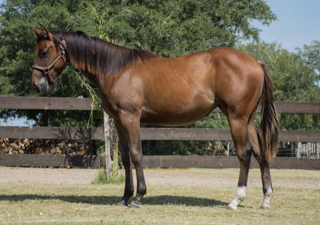 Lote L.A HOLLYWOOD ELEGANCE